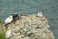 gannet, gannets, gulls-1